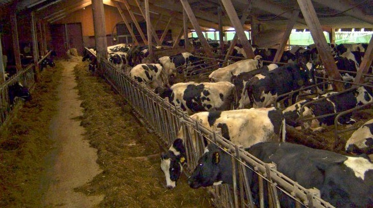 Landwirtschaftlicher Betrieb - Rindermast